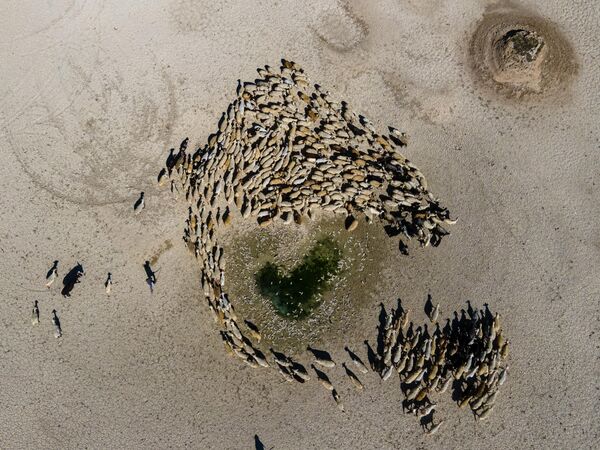 Uzmanlar, küresel ısınmanın etkisiyle bu tür kuraklık vakalarının artacağına dikkat çekerken, barajdaki balık ölümlerinin ekolojik dengenin ne kadar hassas olduğunu bir kez daha hatırlattığını vurguluyor. - Sputnik Türkiye