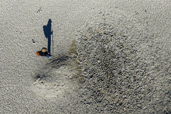 Karaman’a bağlı Yeşildere köyündeki İbrala Barajı’nda, su seviyesinin ciddi oranda düşmesi çok sayıda balığın ölümüne yol açtı. - Sputnik Türkiye