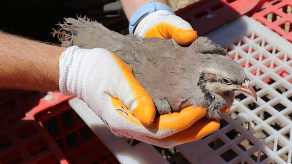 Kınalı keklik - Sputnik Türkiye