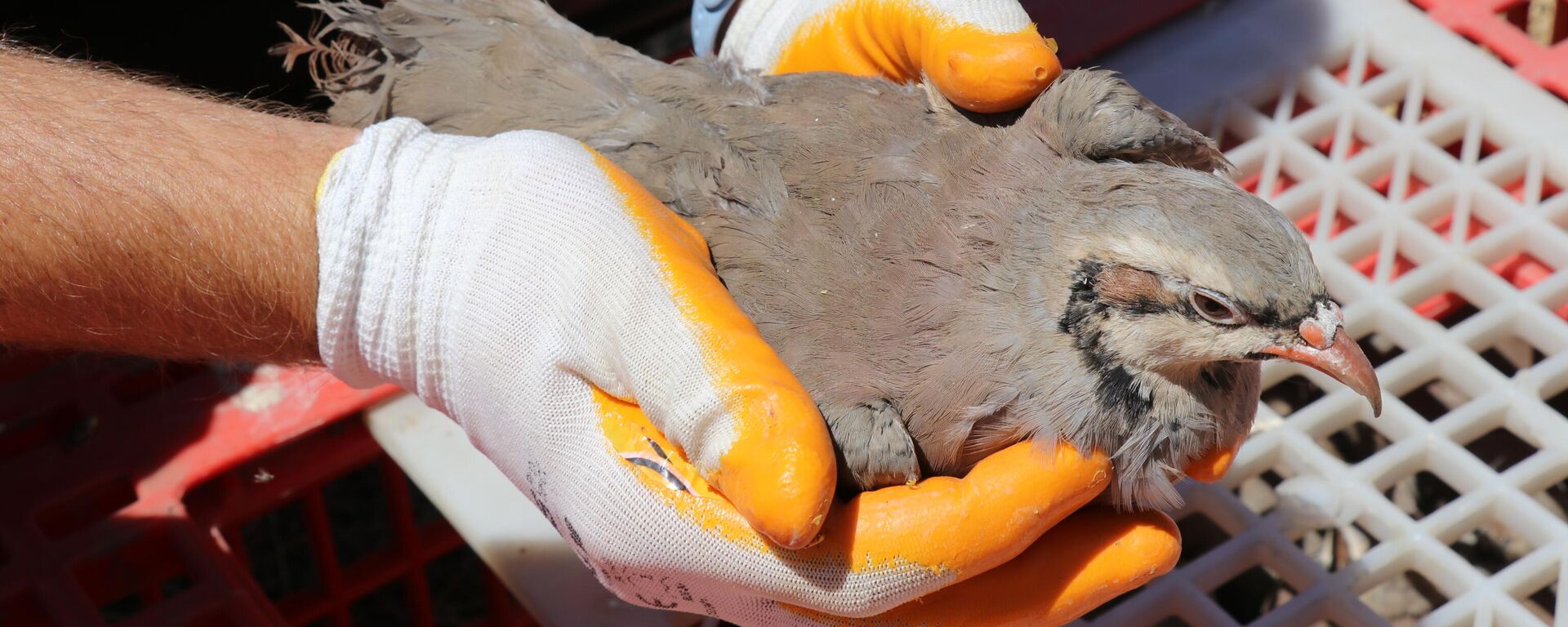 Kınalı keklik - Sputnik Türkiye, 1920, 06.07.2025