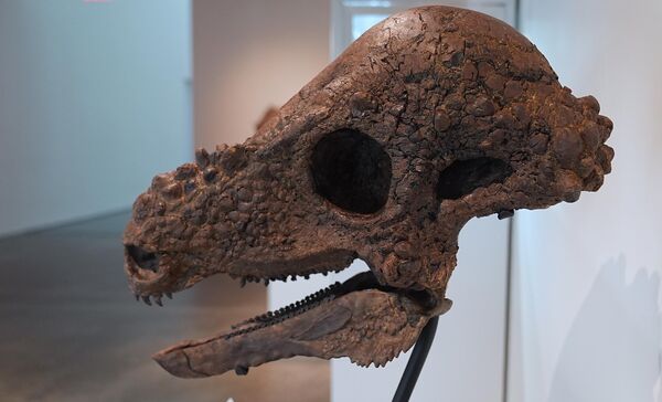 Ceratosaurus iskeleti, dinozorun güçlü çene yapısı ve vücudundaki kemiksi çıkıntılarla sergiyi ziyaret edenlere Jura döneminin yırtıcıları hakkında ipuçları sunuyor. - Sputnik Türkiye