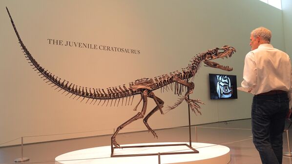 ABD'nin New York kentinde yer alan Sotheby's Müzayede Evi'nde, Ceratosaurus iskeleti ve şimdiye kadarki en büyük Mars meteoritleri sergileniyor.  - Sputnik Türkiye