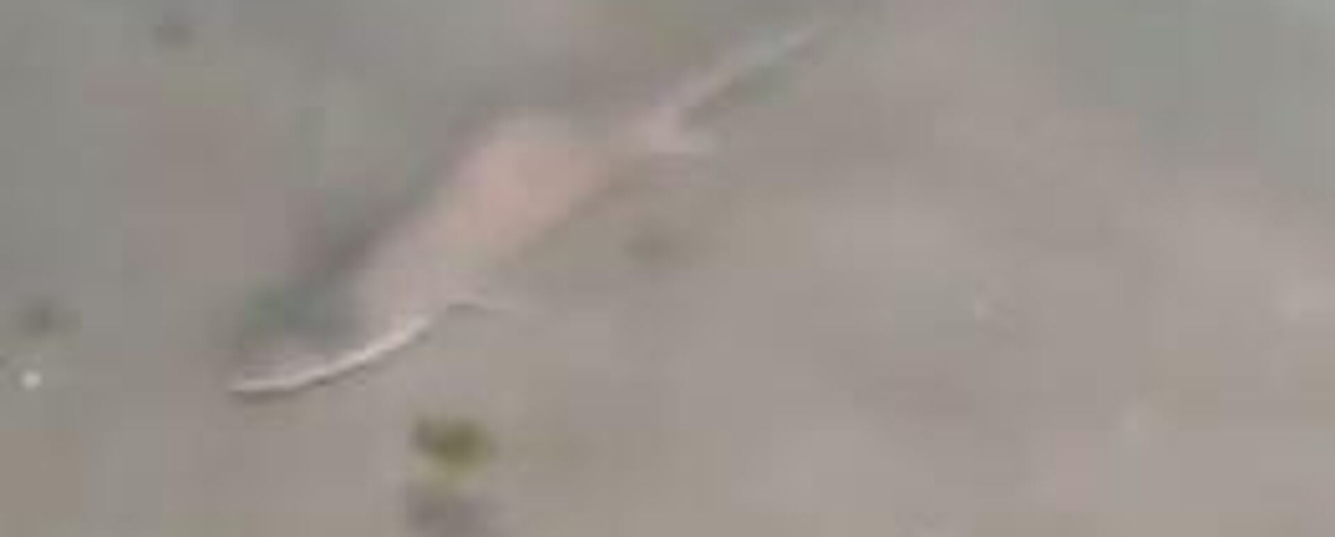 İstanbul'da görülen köpek balığı - Sputnik Türkiye, 1920, 11.07.2025