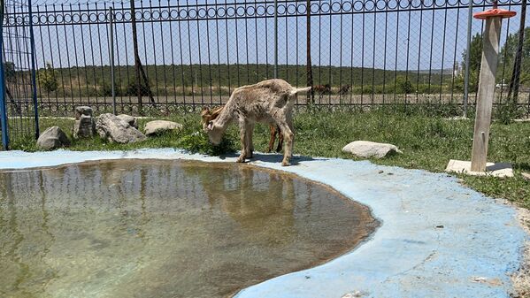 Bölgeye giden HAYTAP ekiplerince yangınlardan etkilenen 2 eşek, 3 keçi, 2 horoz, 16 köpek, 3 kedi ve 2 civciv Nilüfer ilçesindeki çiftliğe getirildi. - Sputnik Türkiye
