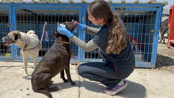 Tedavilerin çiftlikte devam ettiğini aktaran Uçan, &quot;Çok ağır derecede yanıkları yoktu. Dumandan çok etkilenen dostlarımız vardı. İlk tedavileri Ödemiş&#x27;teki sahra çadırımızda yapıldı. Burada da tedavileri devam ediyor. Şu an her geçen gün daha iyiye gidiyorlar&quot; dedi. - Sputnik Türkiye