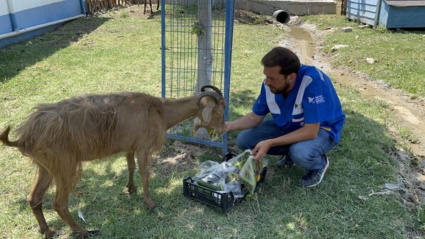 Uçan, söz konusu hayvanların yangın sebebiyle yaşadıkları travmaların birkaç günde atlatılamayacağını belirterek, birkaç ay içinde tamamen iyileşeceklerini kaydetti. - Sputnik Türkiye