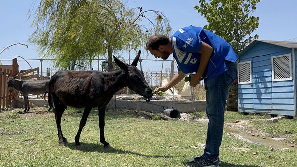 İzmir&#x27;in farklı yerlerinde meydana gelen orman yangınlarından olumsuz etkilenen 28 hayvan, Hayvan Hakları Federasyonu (HAYTAP) tarafından Bursa&#x27;da kurulan Emekli Hayvanlar Çiftliği&#x27;nde tedavi ediliyor.  - Sputnik Türkiye