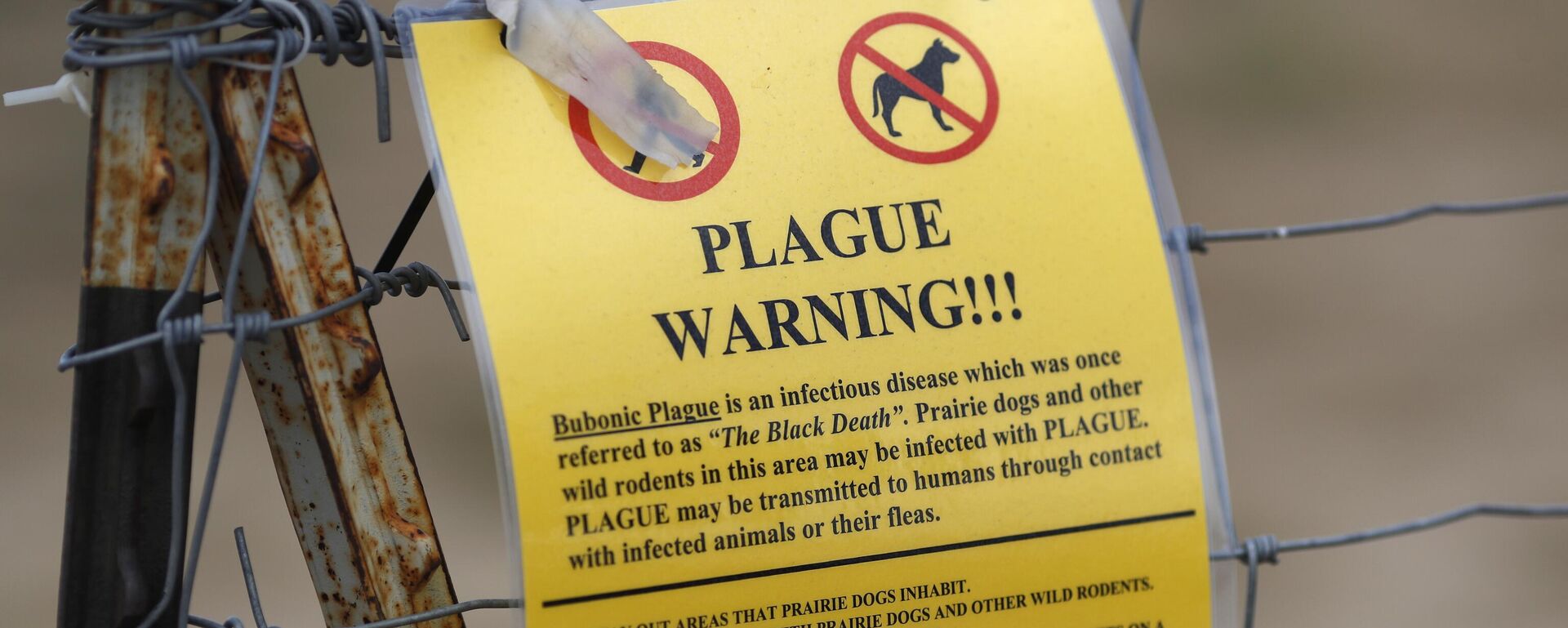 ABD’de pnömonik veba alarmı: Arizona’da bir kadın hayatını kaybetti - Sputnik Türkiye, 1920, 21.08.2025