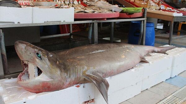 köpek balığı - Sputnik Türkiye