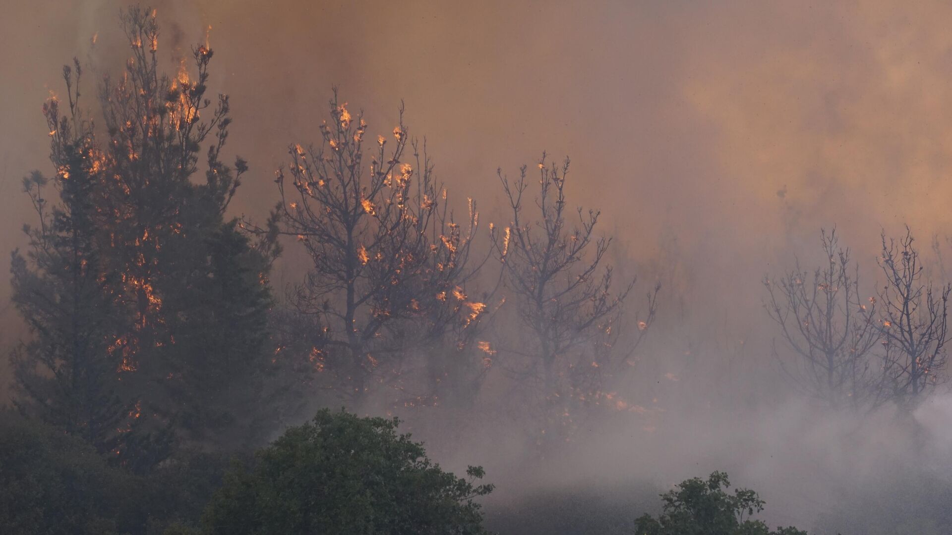 Tekirdağ orman yangını - Sputnik Türkiye, 1920, 16.07.2025