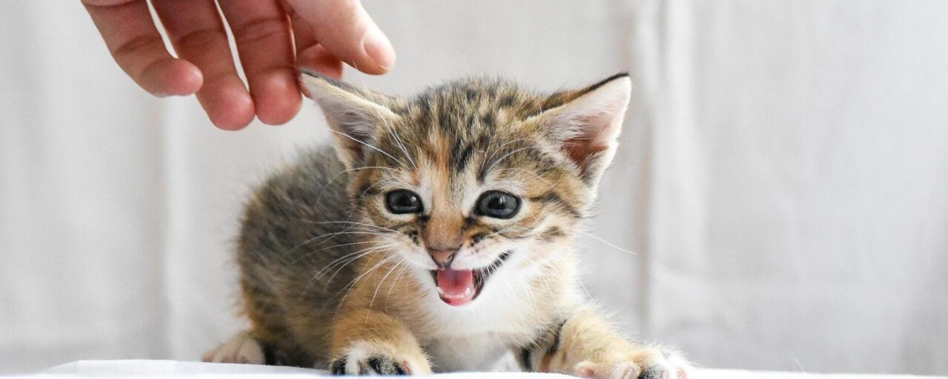 evcil hayvan - Sputnik Türkiye, 1920, 28.11.2025