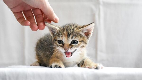 evcil hayvan - Sputnik Türkiye