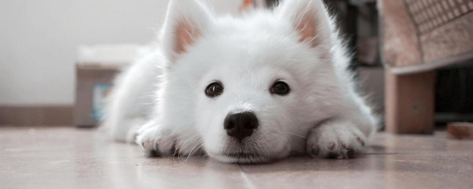 evcil hayvan - Sputnik Türkiye, 1920, 16.07.2025