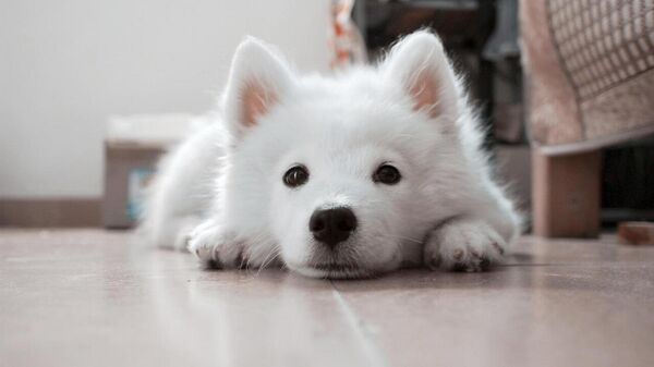 evcil hayvan - Sputnik Türkiye