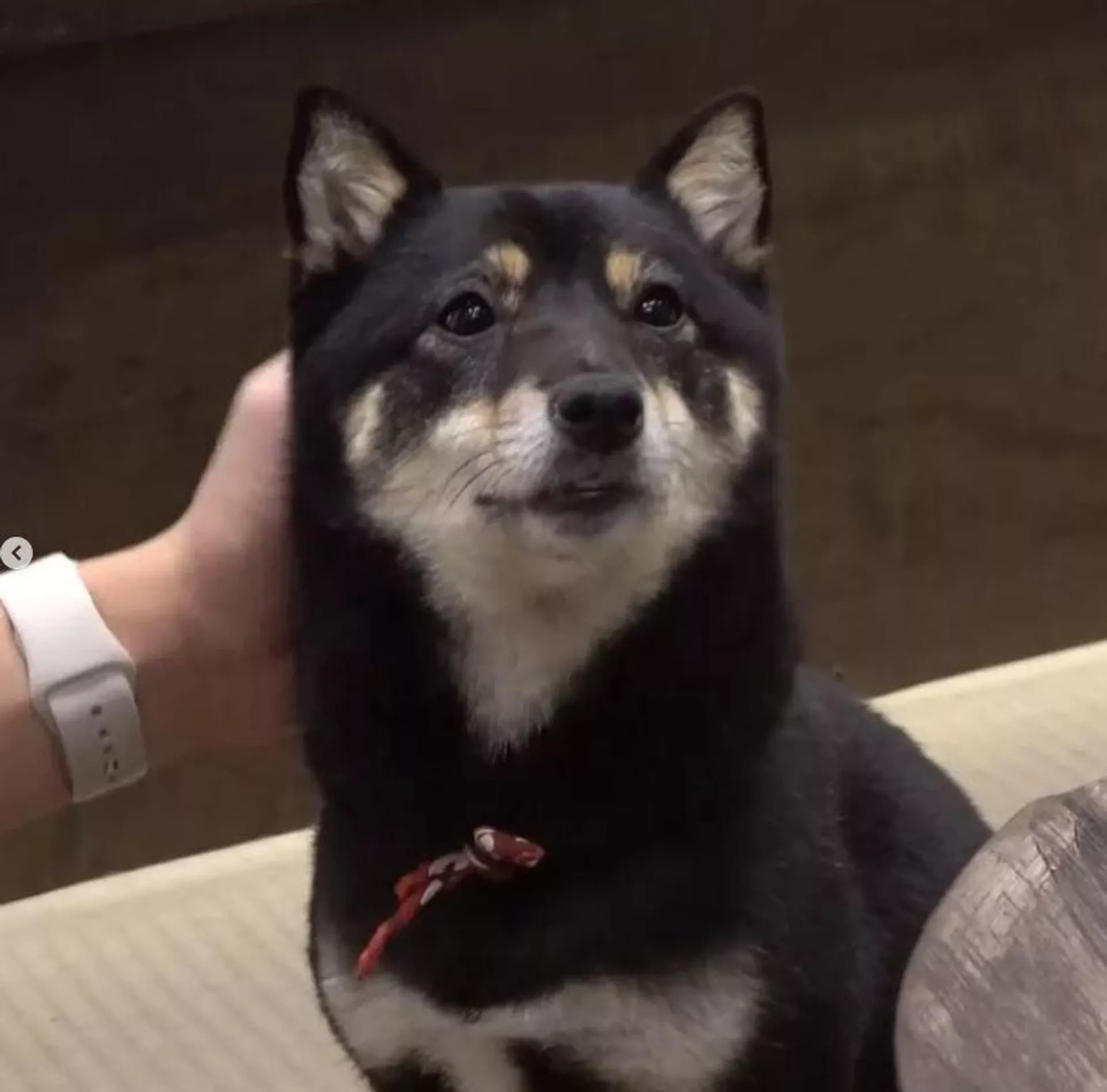 Köpek Köpek - Sputnik Türkiye, 1920, 16.07.2025