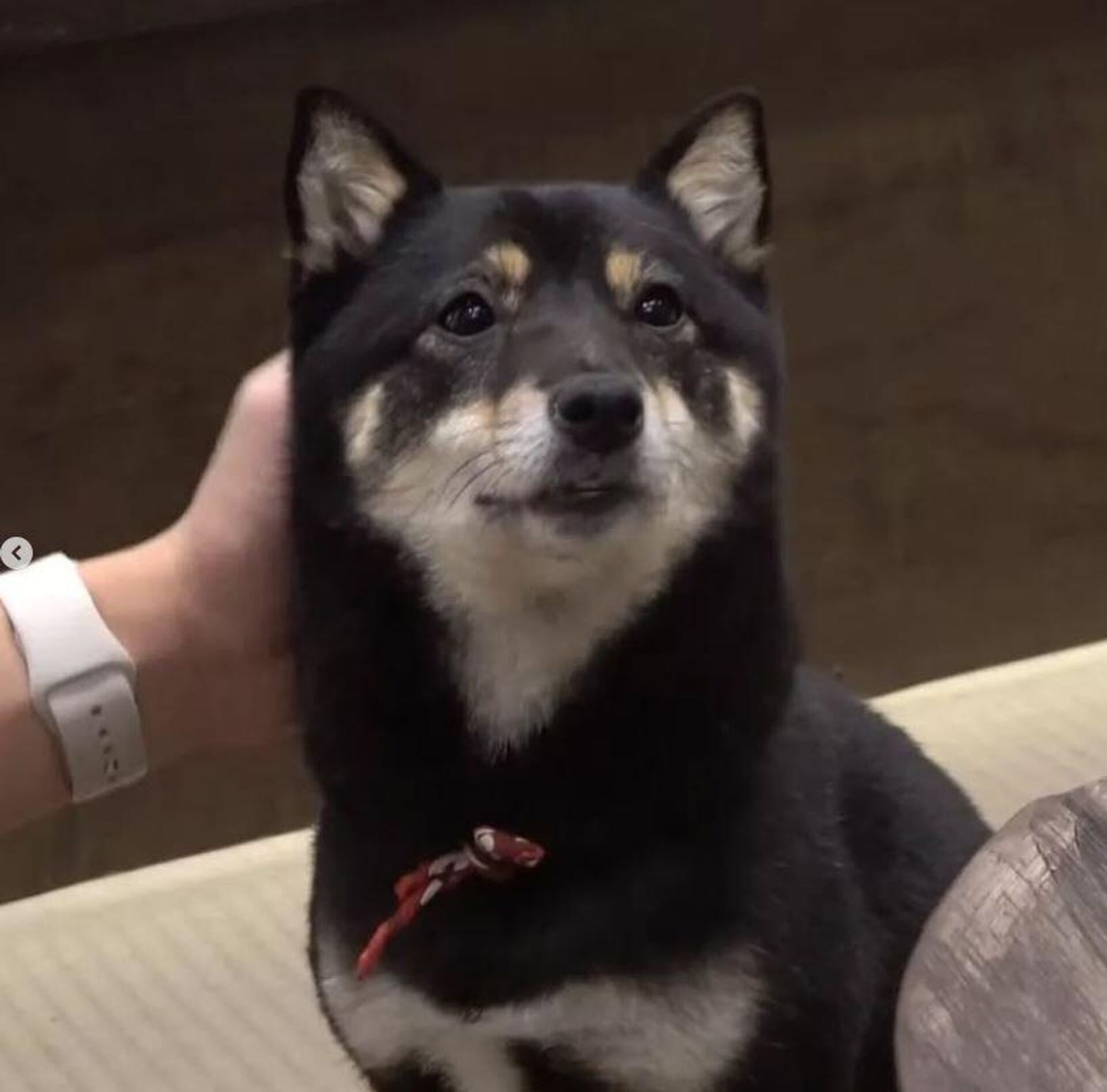 Köpek - Sputnik Türkiye, 1920, 16.07.2025