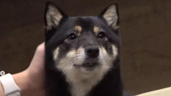 Köpek - Sputnik Türkiye