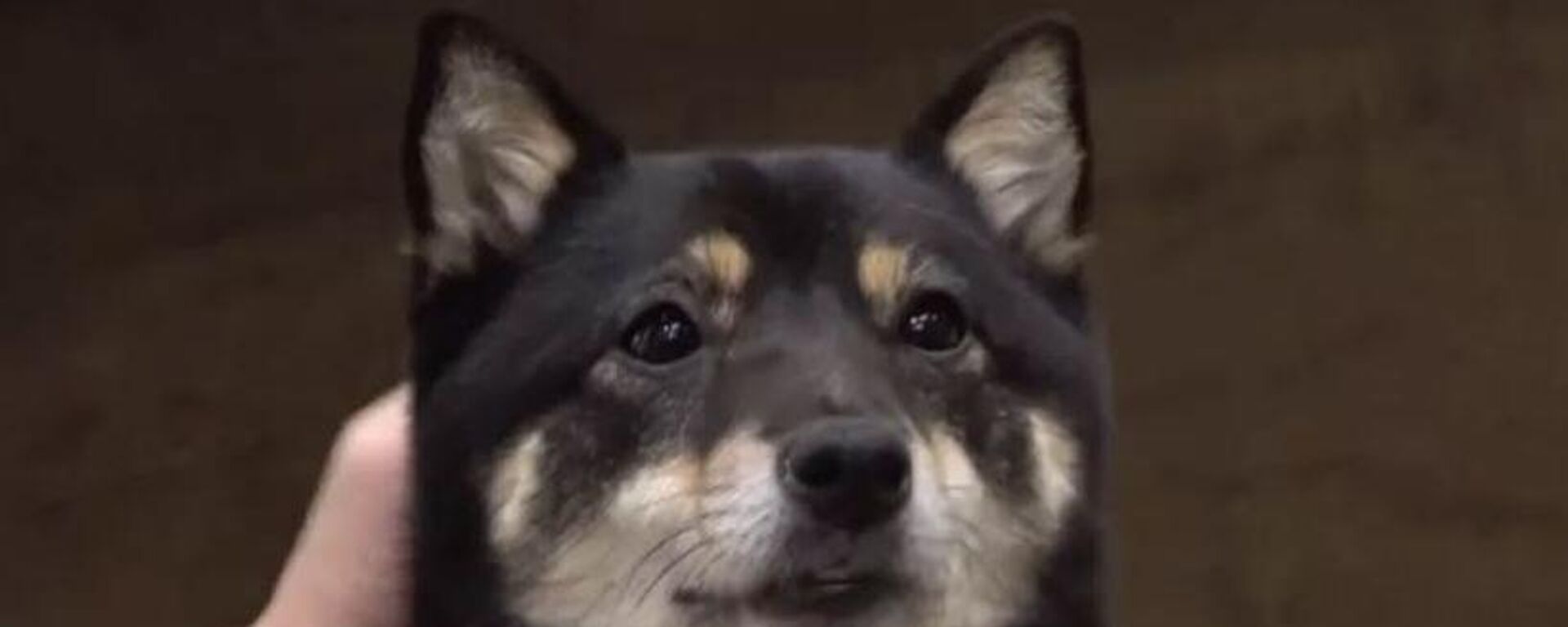 Köpek - Sputnik Türkiye, 1920, 21.08.2025