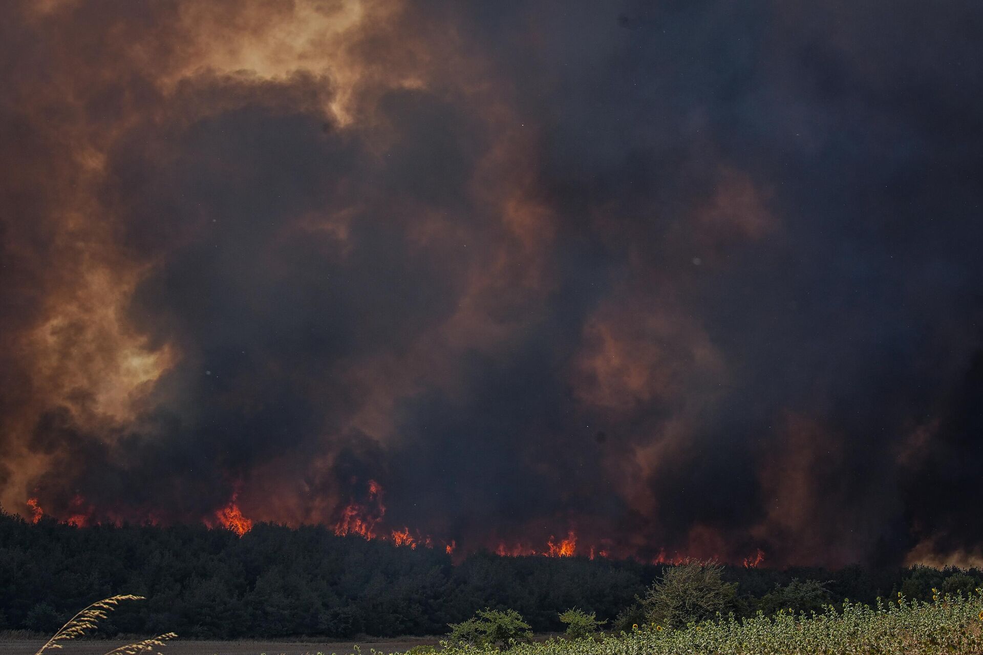 Şarköy yangın - Sputnik Türkiye, 1920, 16.07.2025
