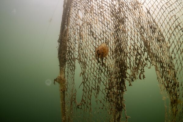 Denizlerde kaybolan veya bilinçli olarak terk edilen balıkçı ağları, yani hayalet ağlar, mavi sularda sessiz bir tehlike saçıyor. - Sputnik Türkiye