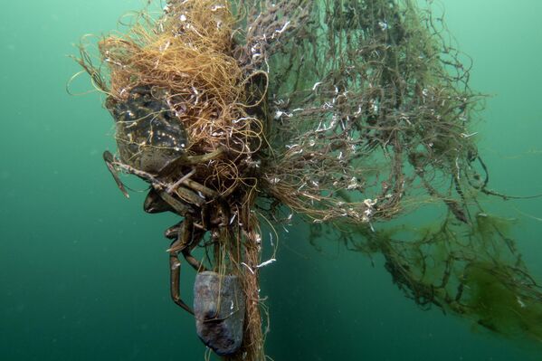 Balıklar, yengeçler, ahtapotlar ve hatta deniz kaplumbağaları bu ağlara takılarak ya hareket edemez hale geliyor ya da can veriyor. - Sputnik Türkiye