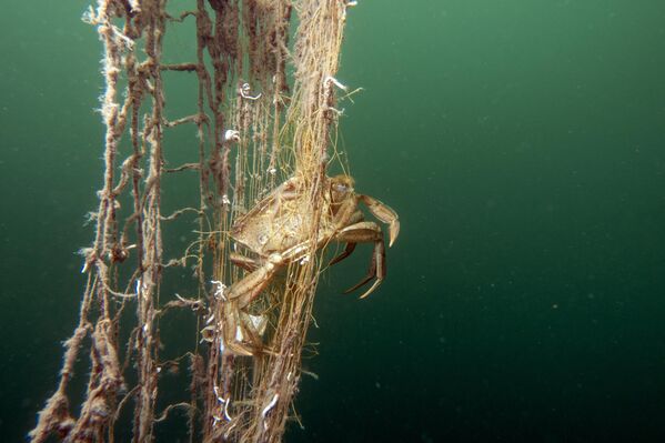 İzmit Körfezi’nde dalış yapan ekipler, hayalet ağlara takılıp ölen ya da kurtulmaya çalışan canlıları görüntüledi. - Sputnik Türkiye