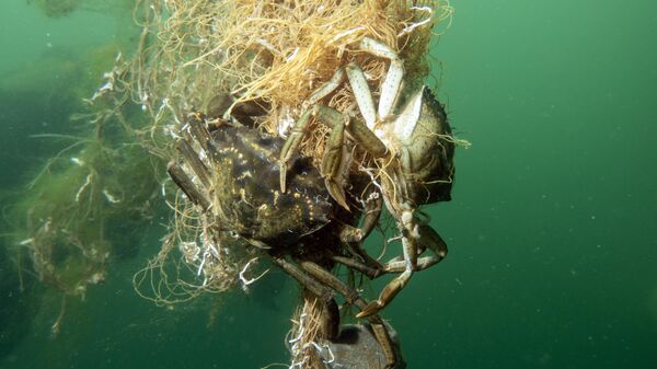 Hayalet ağ mavi sulardaki ekosistemi olumsuz etkiliyor - Sputnik Türkiye