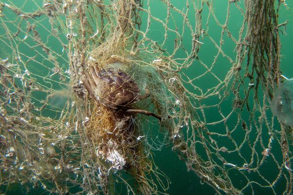 Her yıl milyonlarca deniz canlısı, insan eliyle bırakılan bu görünmez tehlikenin kurbanı oluyor. - Sputnik Türkiye