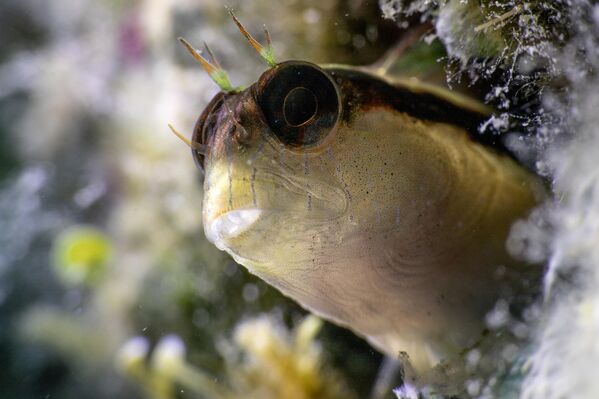 Kayalık alanlar ve su yüzeyine yakın bölgelerde yaşam süren şeritli horozbina balığı (Parablennius rouxi), Akdeniz ve Ege Denizi’nde yaygın olarak görülüyor.  - Sputnik Türkiye