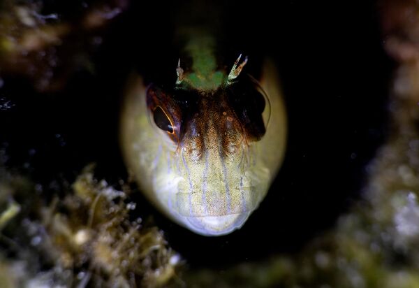 Genellikle 6–8 santimetre uzunluğundaki balık, başındaki dokunaçlar ve belirgin desenleriyle kolaylıkla ayırt edilebiliyor.  - Sputnik Türkiye