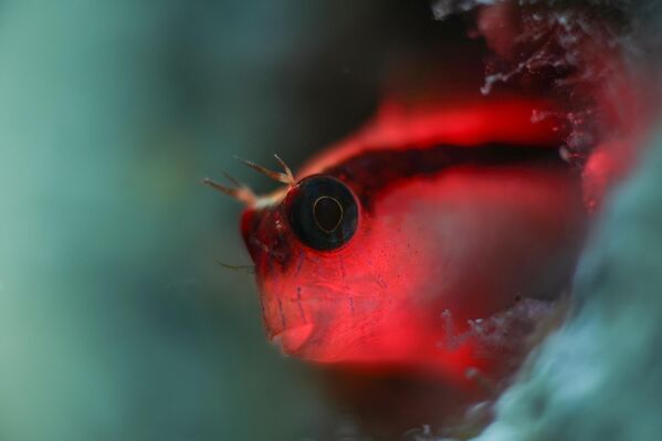 Deniz tabanında yaşayan organizmalarla beslenen şeritli horozbinalar, deniz ekosisteminin dengesine katkı sağlıyor. - Sputnik Türkiye