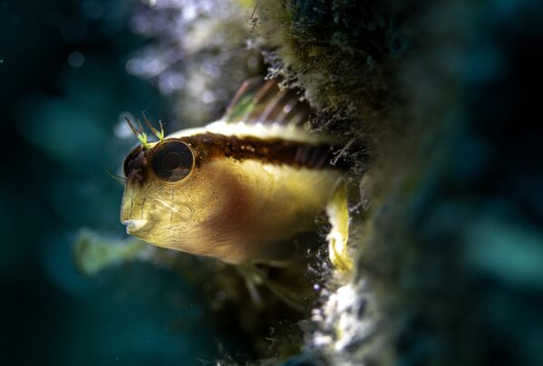 İsminin, Fransız ressam ve doğa bilimci Jean Louis Florent Polydore Roux (1792- 1833) tarafından verildiği düşünülüyor. - Sputnik Türkiye