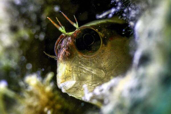 Üreme dönemlerinin Mayıs- Temmuz arası olduğu biliniyor. - Sputnik Türkiye