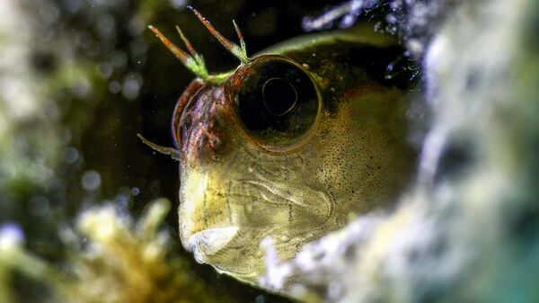 Deniz ekosisteminin önemli üyeleri: şeritli horozbinalar - Sputnik Türkiye