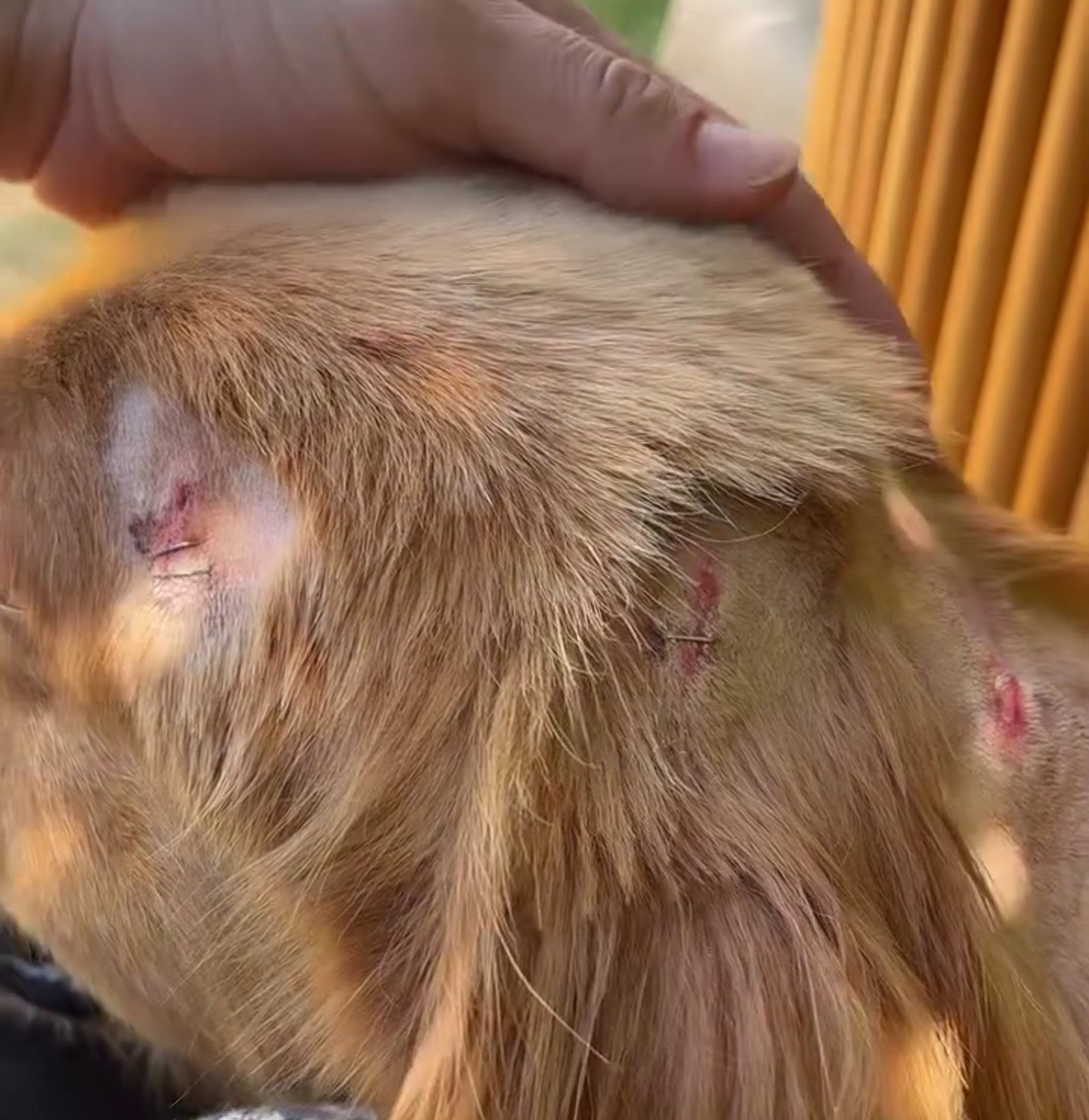 Sema Aydemir'in köpeği ve oğlu saldırıya uğradı - Sputnik Türkiye, 1920, 18.07.2025