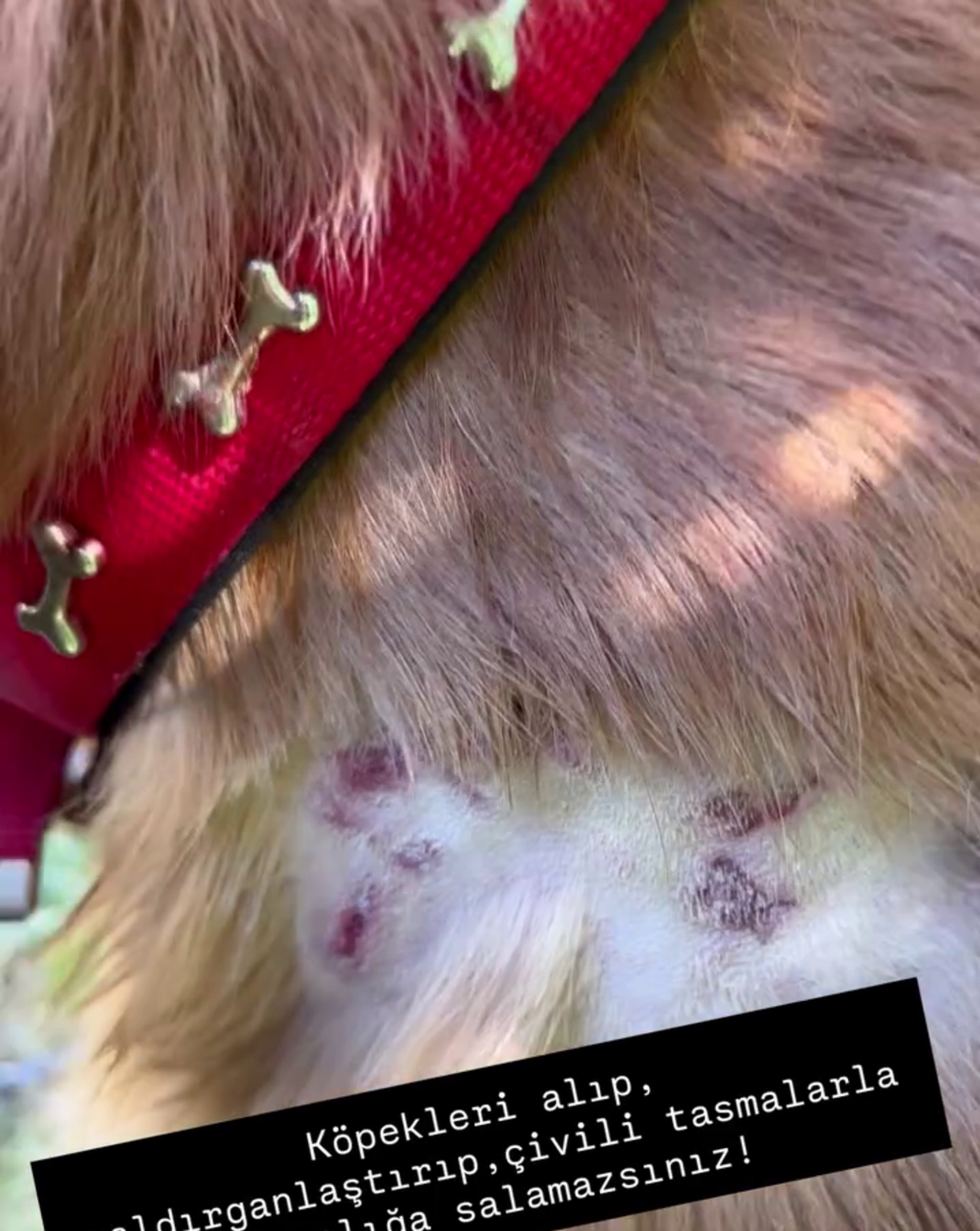 Sema Aydemir'in köpeği ve oğlu saldırıya uğradı - Sputnik Türkiye, 1920, 18.07.2025