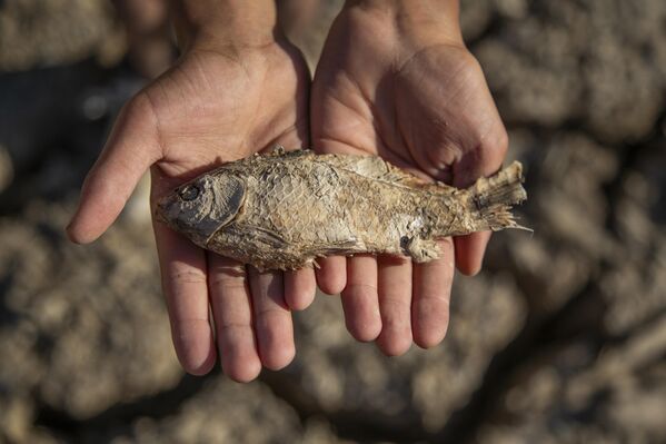 Özellikle balık tutmak için çevre köylerden dahi insanların geldiği göletteki tüm balıklar suyun çekilmesiyle telef oldu. - Sputnik Türkiye