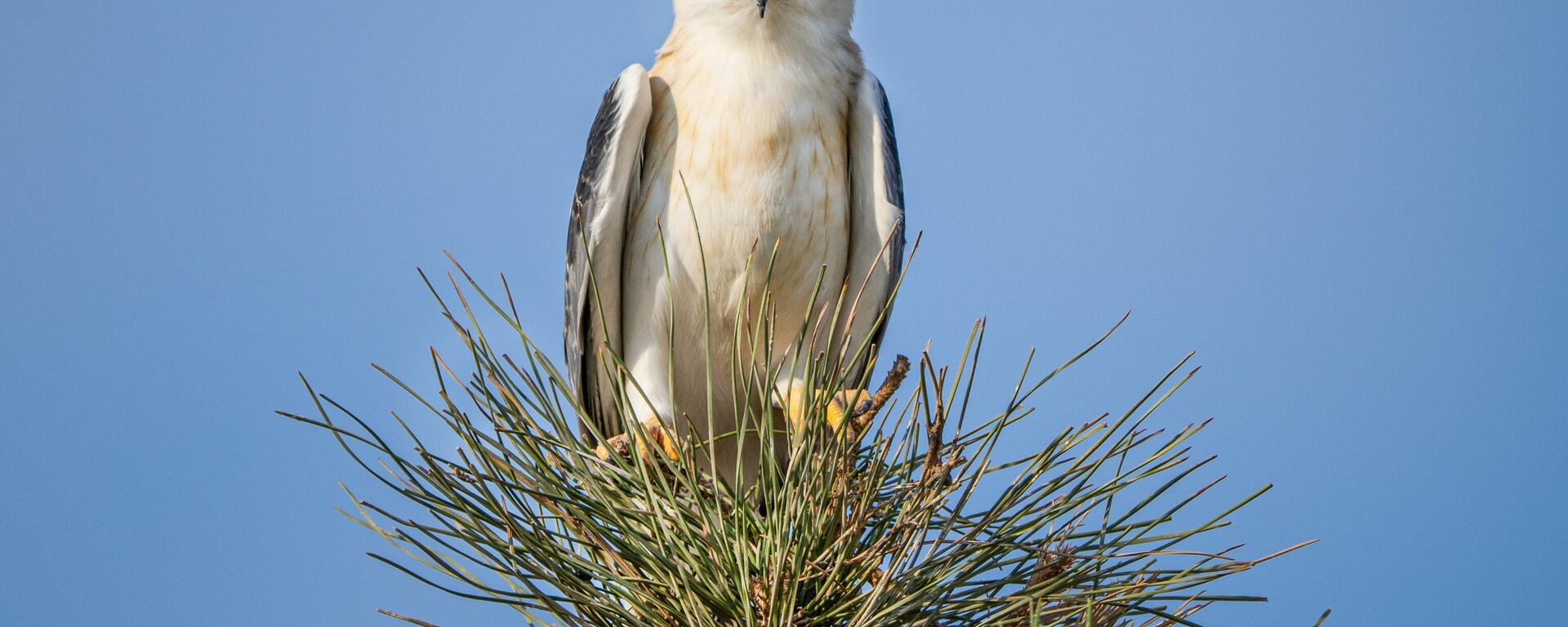 Fırat Nehri, yaban hayatına yaşam alanı sunuyor - Sputnik Türkiye, 1920, 18.07.2025
