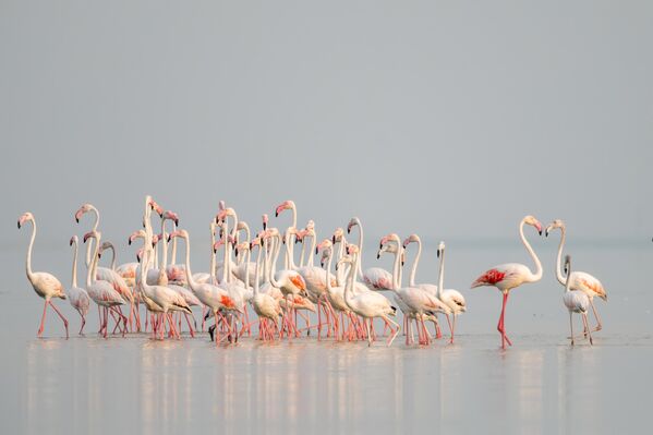 Akyatan, bu yıl da kuşların göç yolundaki mola yerlerinden oldu. - Sputnik Türkiye