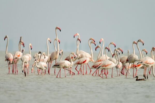 Uluslararası öneme sahip sulak alanlardan Çukurova Deltası&#x27;nın en geniş lagünü Akyatan, bu yıl da kuşların göç yolundaki mola yerlerinden oldu. - Sputnik Türkiye