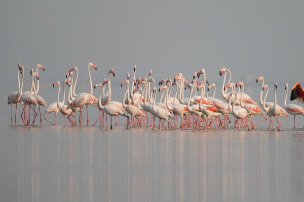 Bölgede konaklayan flamingolar, lagüne renk kattı. - Sputnik Türkiye