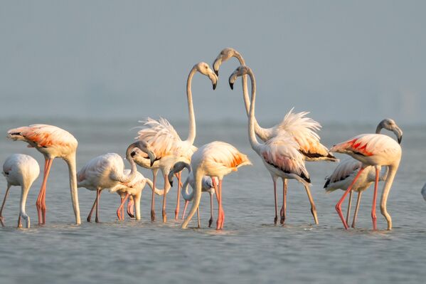 Flamingoların sudaki beslenmesi ve hareketleri kamerayla görüntülendi. - Sputnik Türkiye