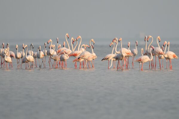 Flamingo ya da allı turna Phoenicopteridae familyasını oluşturan kuşların ortak adıdır. - Sputnik Türkiye