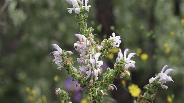 Siirt adaçayı - Sputnik Türkiye