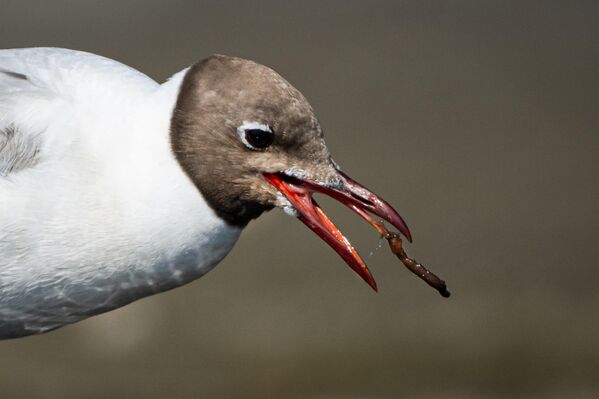 Uzmanlar, bu sulak alanların göçmen kuşlar için hayati önem taşıdığını vurguluyor. Göç öncesi uzun yolculuklara hazırlanan kuşlar, burada dinlenip beslenerek enerji depoluyor. - Sputnik Türkiye