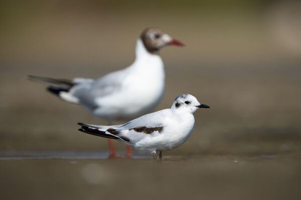 Üreme dönemini tamamlayan ve yavrularını büyüten karabaş martılar, Susurluk Irmağı’nın oluşturduğu deltada göç öncesi toplanmaya başladı. - Sputnik Türkiye