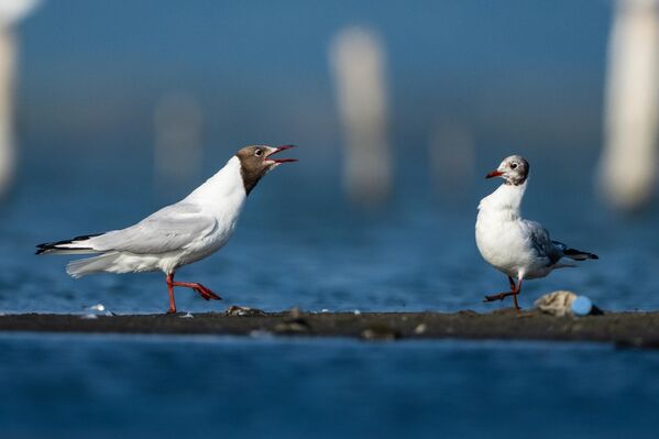 Balıkesir ve Bursa arasında yer alan Kocaçay Deltası, yaz sonunda önemli misafirlerini ağırlamaya başladı. - Sputnik Türkiye