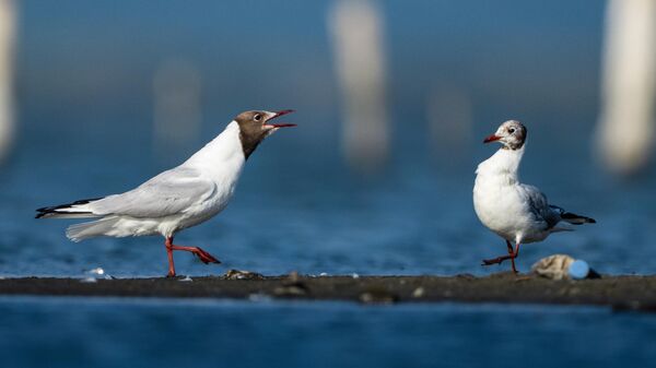 Karabaş martılar, Kocaçay Deltası'ndaki sulak alanlarda toplanmaya başladı - Sputnik Türkiye