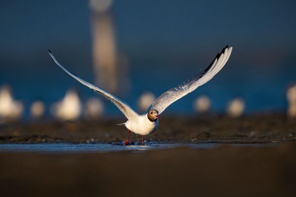 Lagünler, sazlıklar ve subasar ormanlarıyla dikkat çeken Kocaçay Deltası, özellikle kuş gözlemcileri için de cazibe merkezi haline geliyor. Bölgedeki biyolojik çeşitlilik, her yıl binlerce göçmen kuşun konaklamasına imkan tanıyor. - Sputnik Türkiye