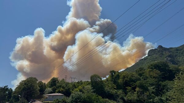 Sakarya orman yangını - Sputnik Türkiye